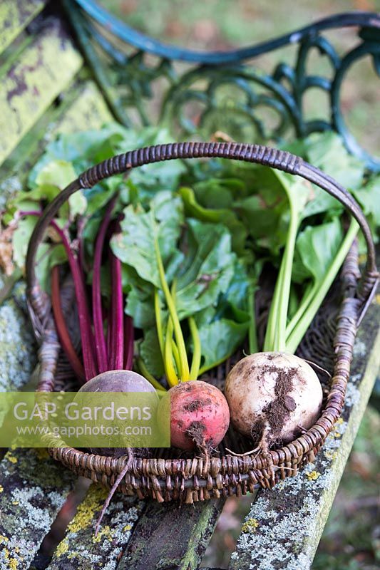 Beta vulgaris - Three types of beetroot in a wicker basket on an old garden seat - July - Oxfordshire