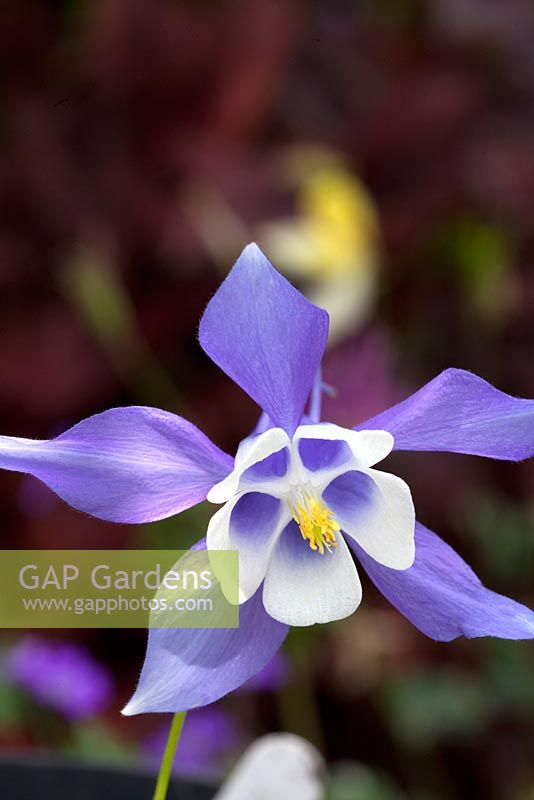 Aquilegia vulgaris 'Spring Magic Blue and White'