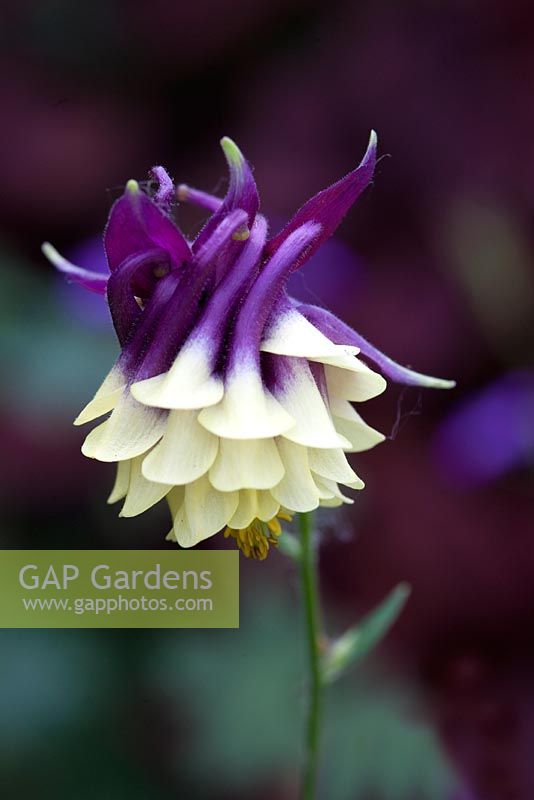 Aquilegia vulgaris touchwood seedling - purple yellow double