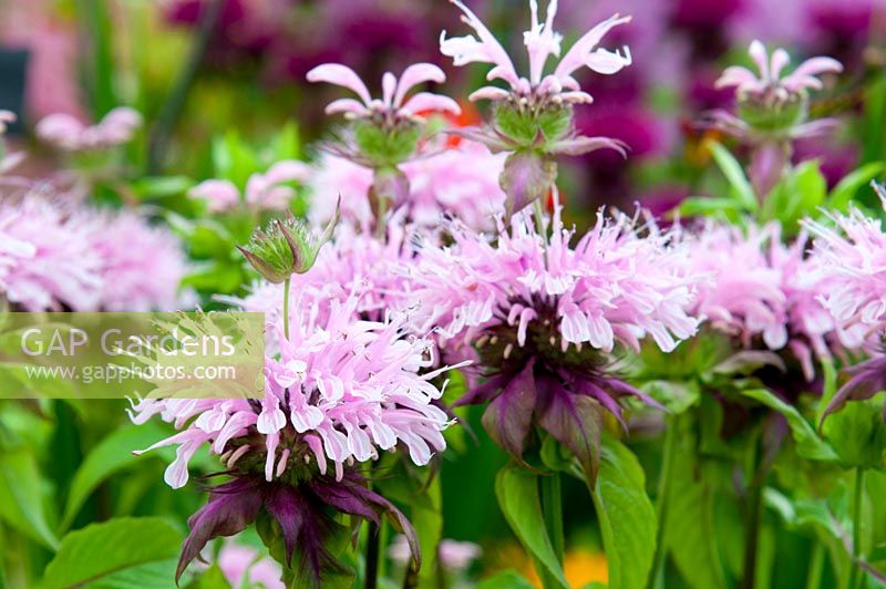 Monarda 'Beauty of Cobham'