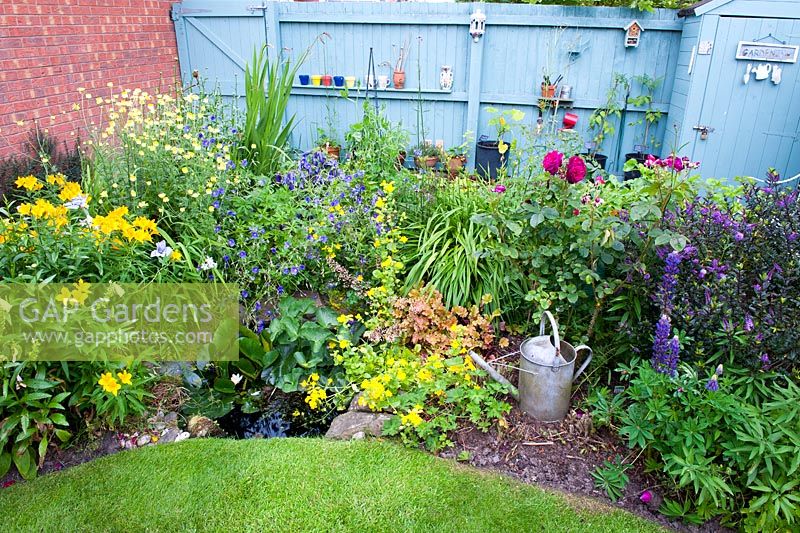 Cottage garden border with small wildlife pond which provides a plethora of frogs. Planting consists of Lupinus 'Gallery Blue', Rosa 'Munstead Wood', Hebe 'Midnight Sky', Hemerocallis 'Stafford', Heuchera 'Marmalade', Geranium 'Orion', Alstromeria and Anthemis 'EC Buxton'