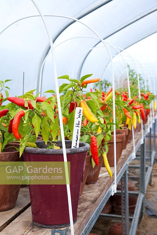 Rows of Chili 'Hungarian Hot Wax' growing in terracotta pots in a polytunnel in September