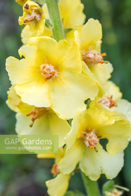 Verbascum olympicum