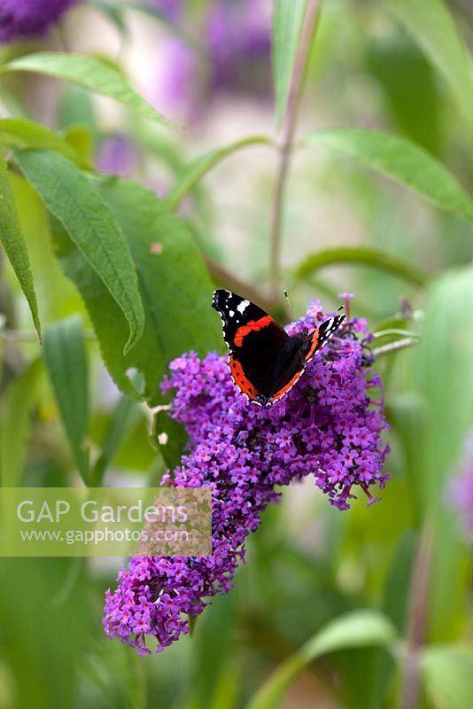 Red admiral butterfly - Vanessa atalanta feeding on Buddleja davidii 'Dartmoor'