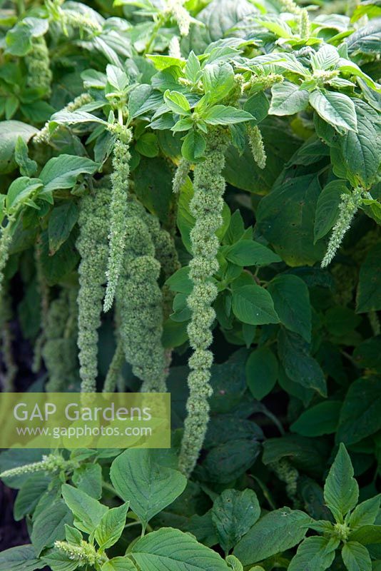 Amaranthus caudatus var. viridis - Love-Lies-Bleeding 