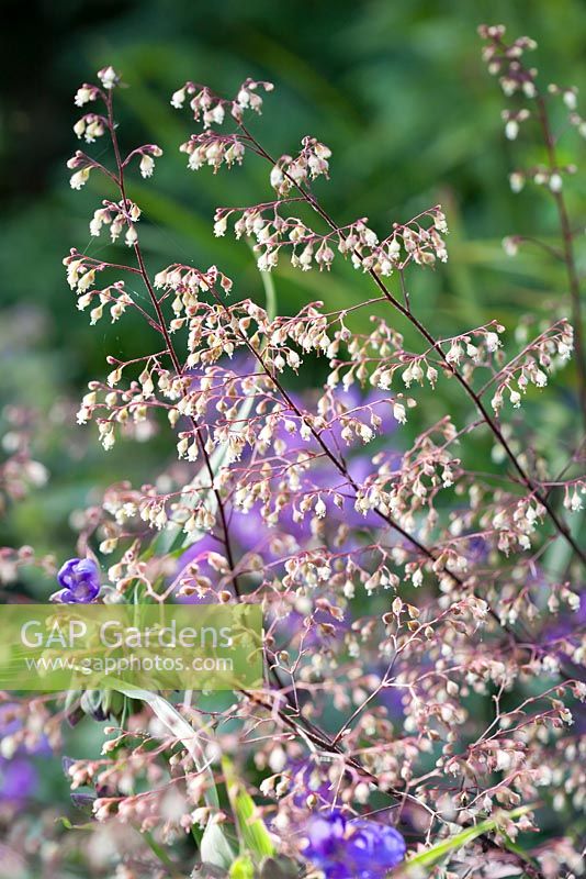 Heuchera 'Midnight Bayou'