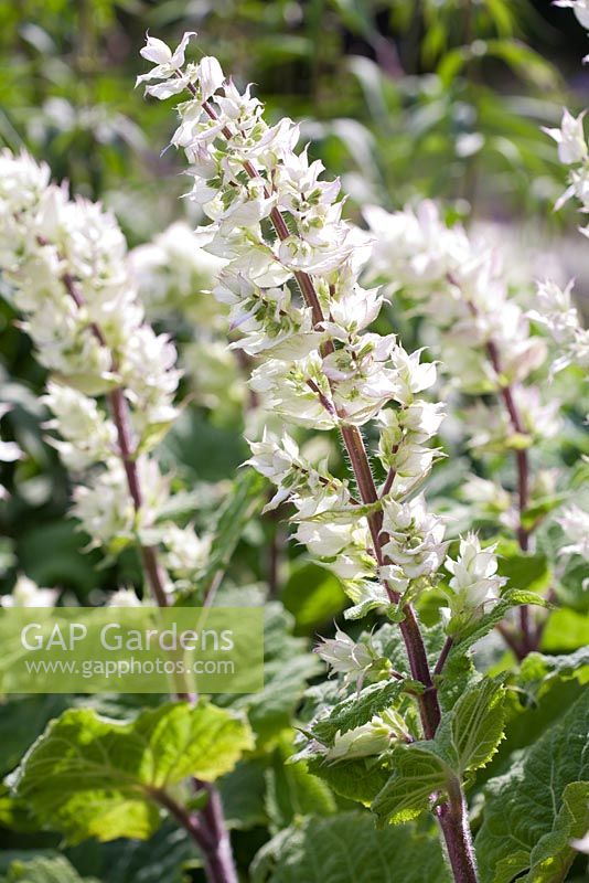 Salvia sclarea 'Alba' - White clary sage