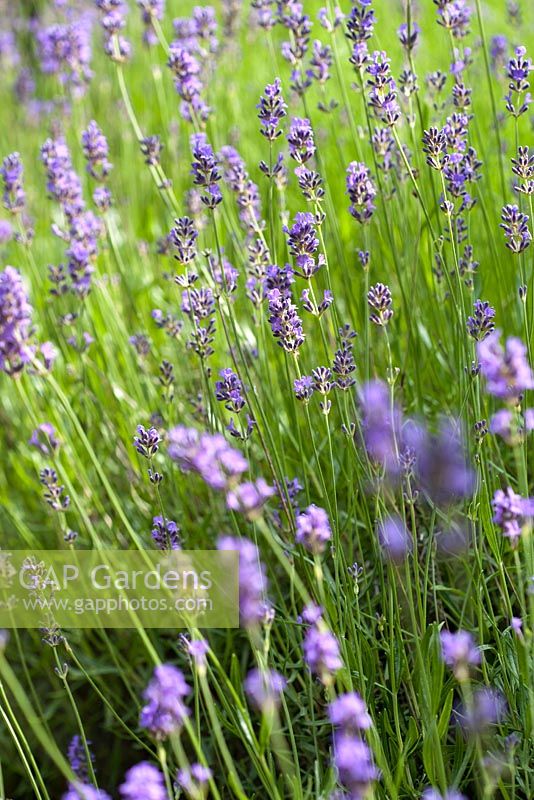 Lavandula angustifolia 'Munstead'