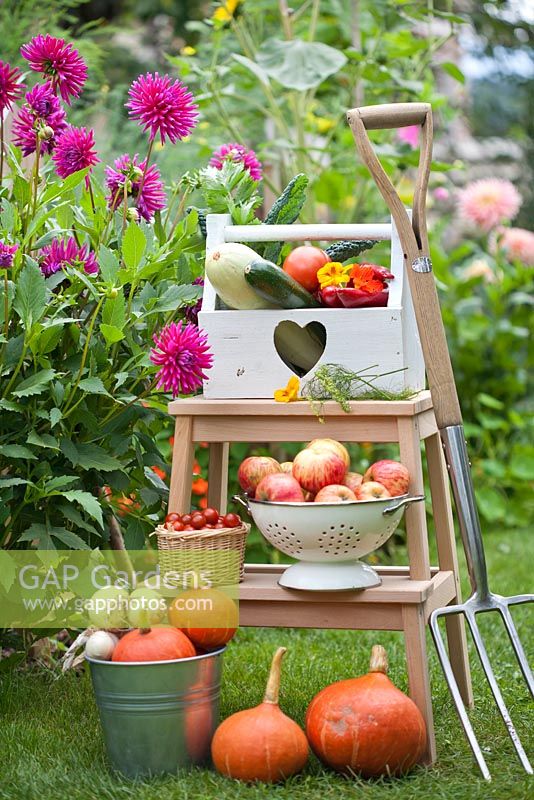 Summer arrangements on wooden steps in country garden; trug of harvested vegetables, Cherry tomatoes,  Colander of apples Malus 'Gravensteiner'. Squash. Tomatoes. garden tools.