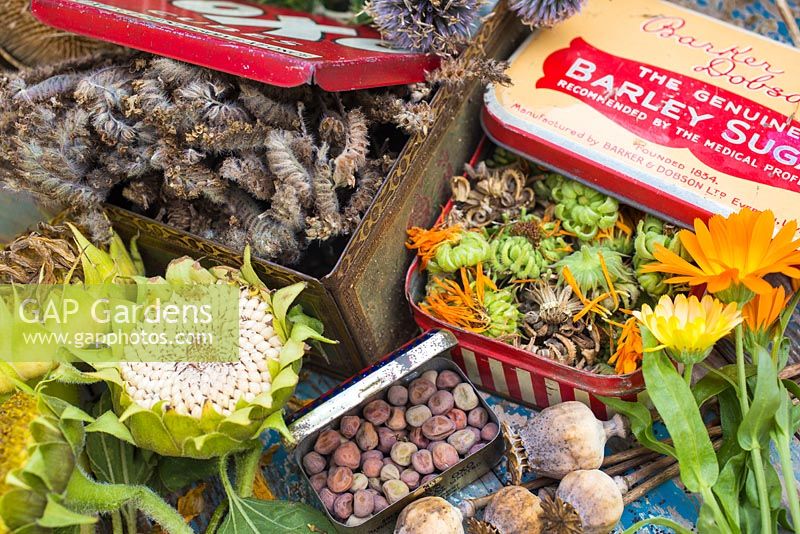 A selection of flower seed heads and seeds stored in vintage containers. Including Helianthus, Papaver orientale, Calendula, Phacelia. 