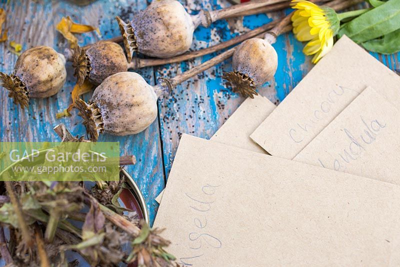 A selection of flower seed heads and seeds stored in vintage containers. Including Phlomis and Papaver orientale. 