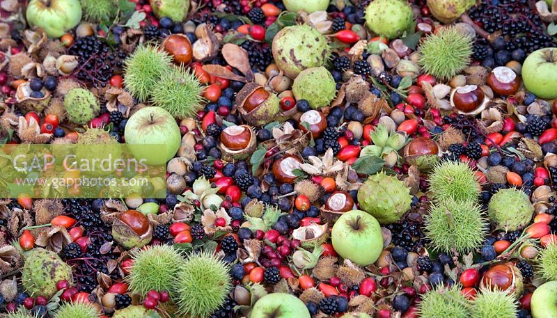 Foraged autumn woodland and hedgerow fruits, nuts and berries - September - Oxfordshire