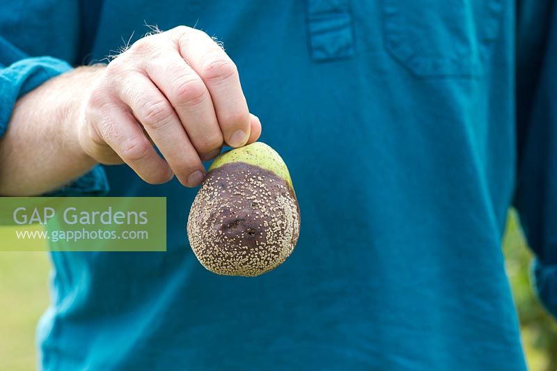 Pyrus with Monilinia fructicola -  Man holding a pear with brown rot - August - Oxfordshire