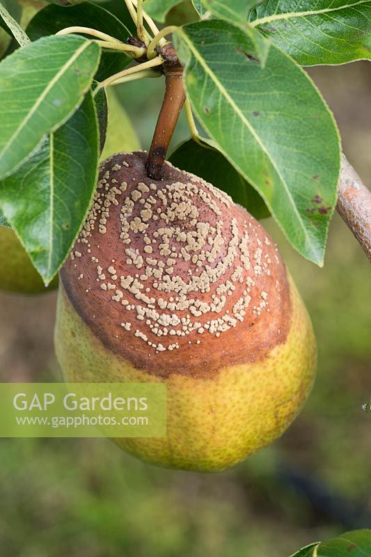 Pyrus with Monilinia fructicola - Pear with brown rot - August - Oxfordshire