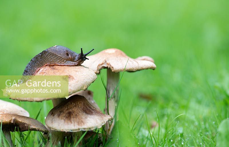 Slug crawling over wild mushrooms in the grass - August - Gloucestershire