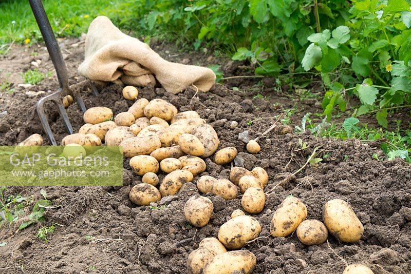 Lifting second early potatoes on allotment, 'Nicola', tubers drying on soil prior to bagging up.