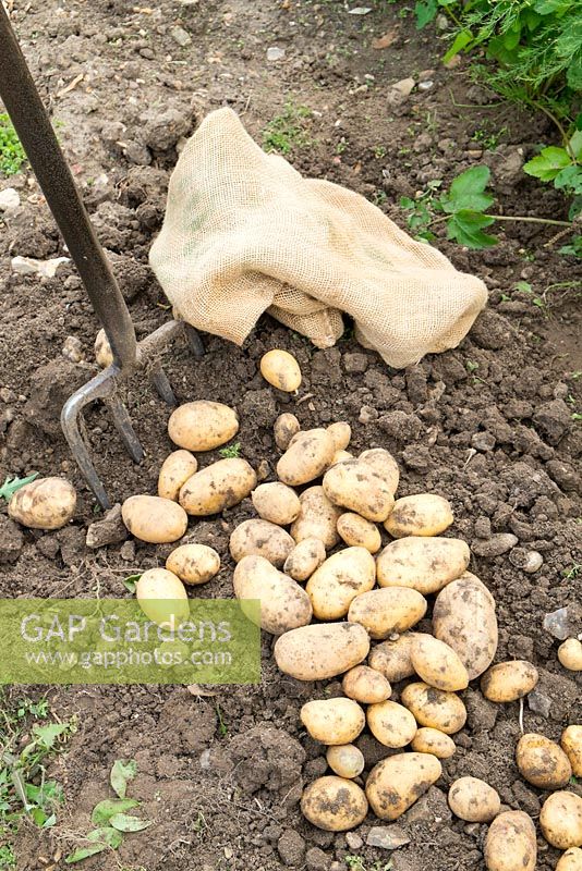 Lifting second early potatoes on allotment, 'Nicola', tubers drying on soil prior to bagging up.
