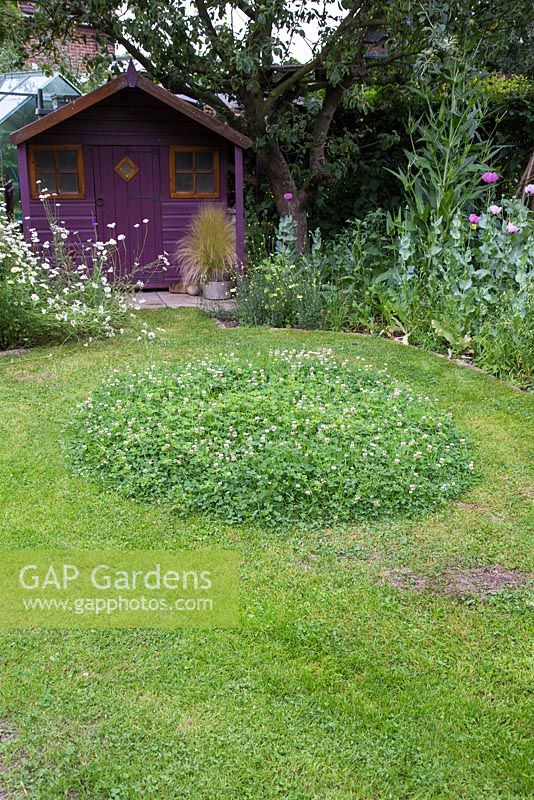 Creating a Clover mound - Circular mound of clover left behind after mowing. This ensures insects and bees come back to your garden to visit the flowering Clover.