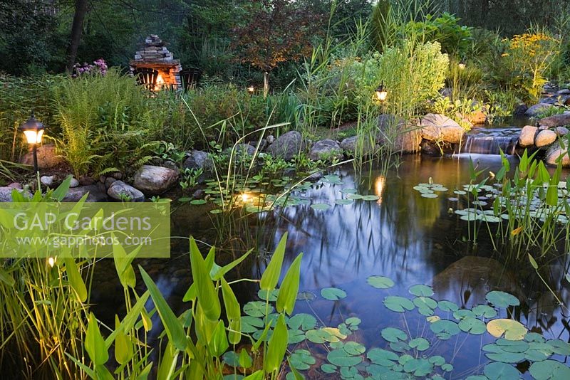 Pond at dusk with heart shaped pontederia cordata - pickerel weed and Nymphaea alba - water lilies in a backyard garden in summer, Laurentians, Quebec, Canada
