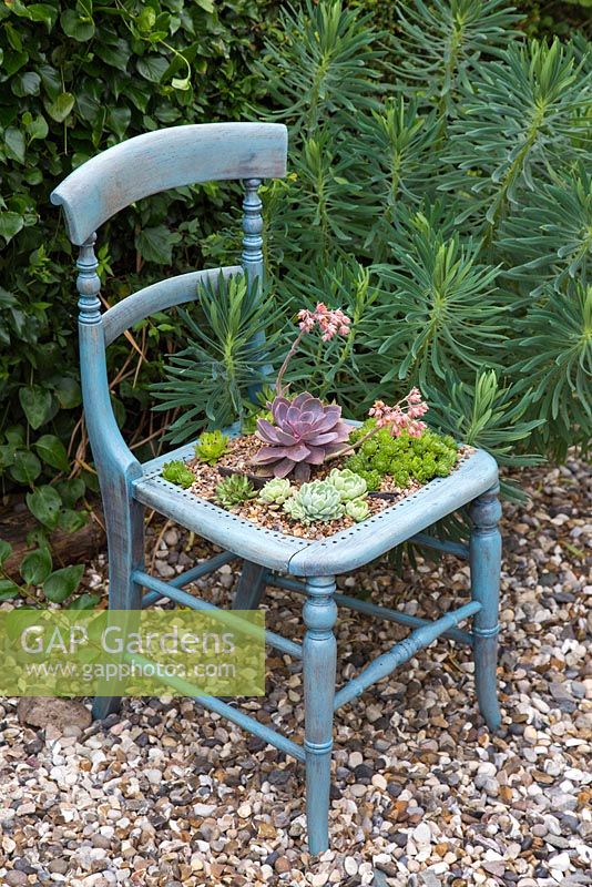 A display of Succulents planted in a vintage chair