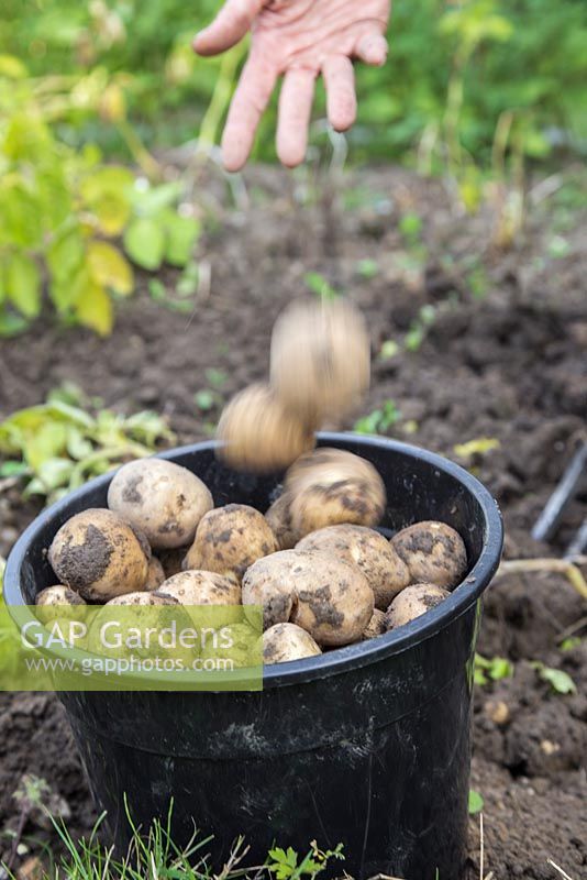 Harvesting Potato 'Premiere' in an allotment bed