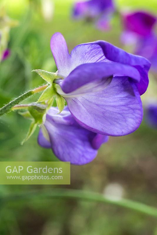 Plant portrait of Lathyrus odoratus 'Cupid Mix'