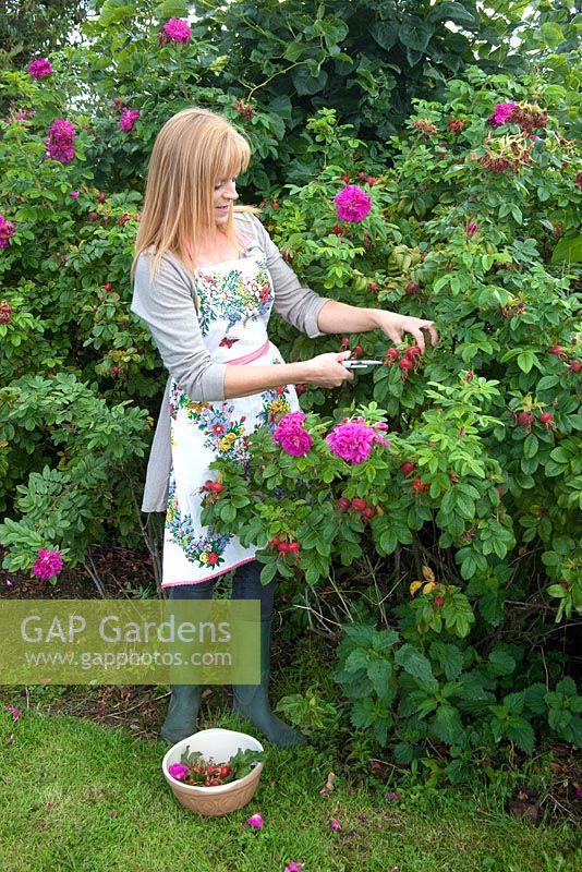 Woman cutting rosehips from bushes