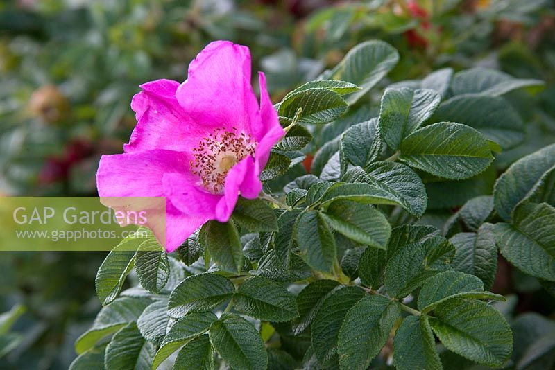 Rosa rugosa