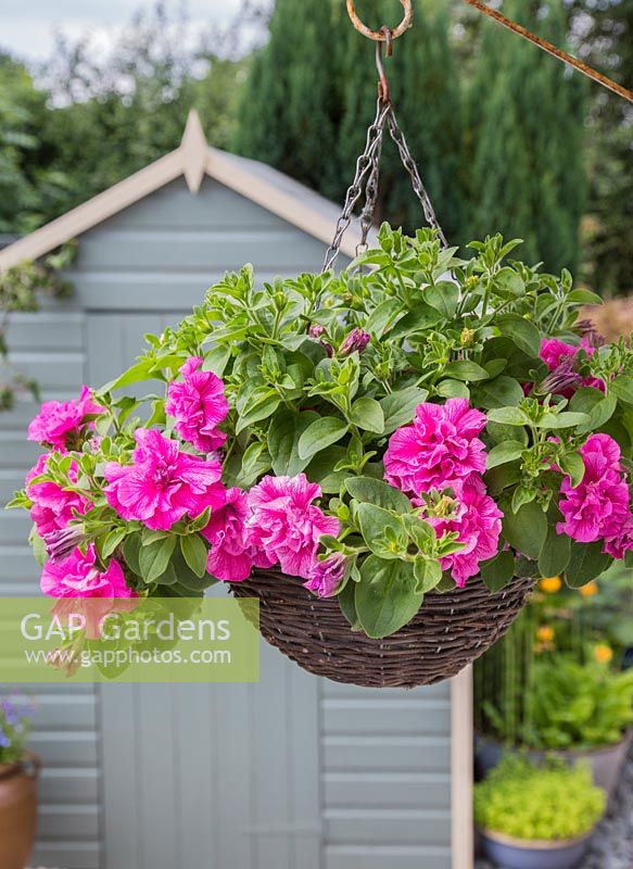 Hanging basket featuring Petunia 'Candyfloss', with a view to a shed.