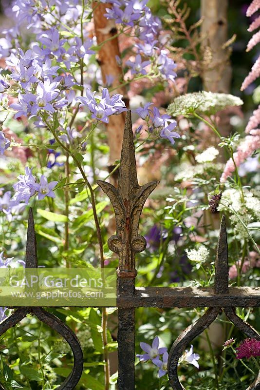 Perennial border next to wrought iron garden fence under birches. Knautia macedonica 'red knight', Campanula pritchards, Betula Youngii. 