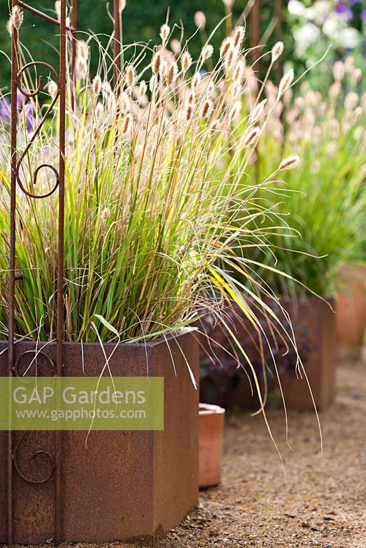 Pennisetum 'Red Buttons' in metal planter
