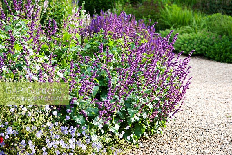 Salvia verticillata 'Smouldering Torches' flowering in a border in Summer, edging a gravel path
