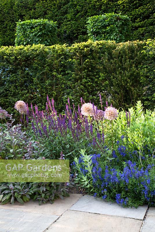 Courtyard Garden with clipped Yew hedges and Herbaceous borders in Summer, Alliums, Salvia, Veronica, Stone paving slabs.
