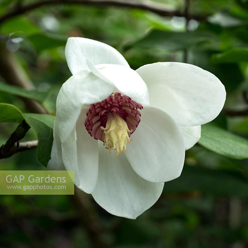 Magnolia sieboldii 