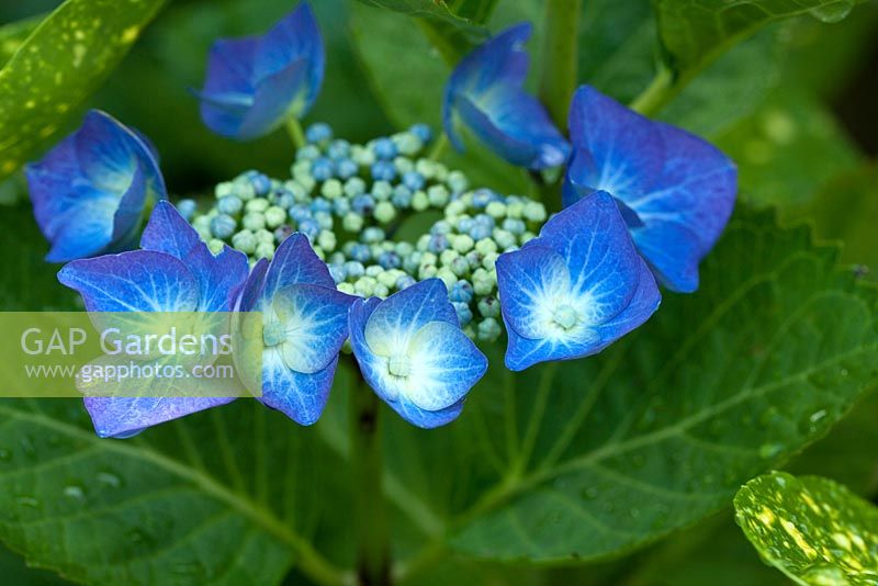 Hydrangea Macrophylla 'Teller Blue' blue flowerhead in summer, at High Meadow garden in Staffordshire