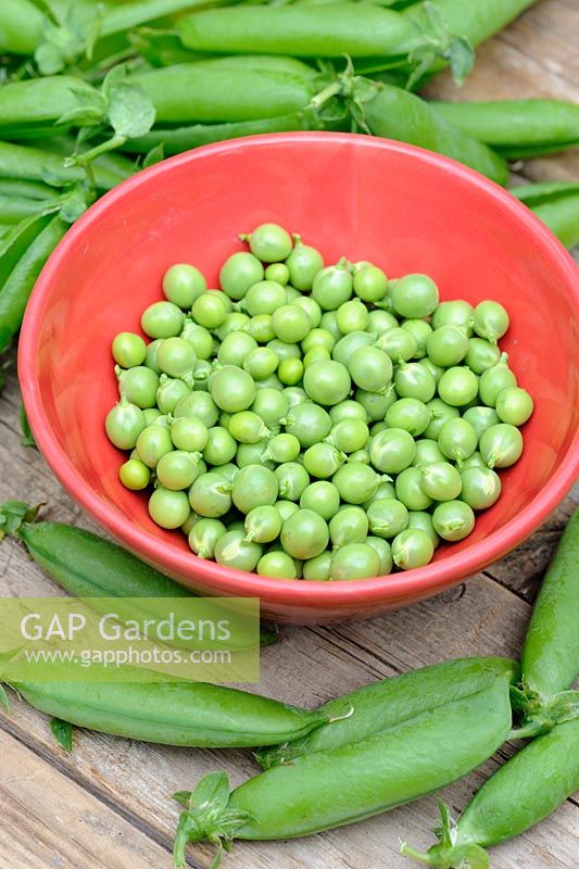 Freshly picked garden peas - Pisum sativum 'Twinkle' in small red dish
