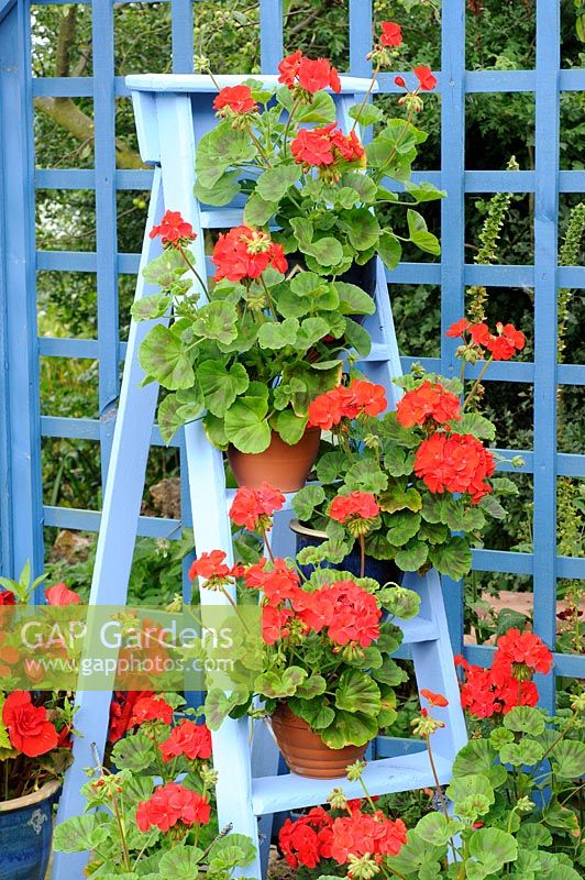 Rustic Geranium feature, plants in full bloom on blue painted wooden stepladder