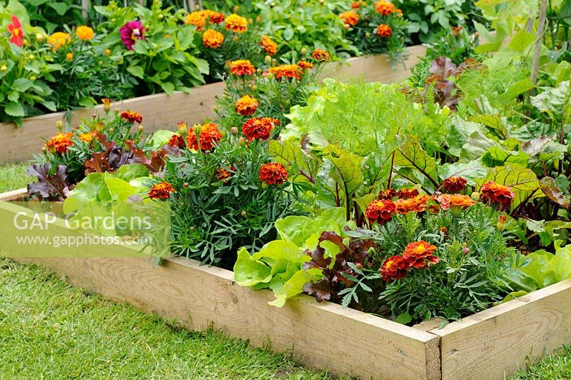 Flowers and vegetable in a raised bed including, Marigolds 'Honeycombe', Lettuce 'Suzan' and Beetroot 'Solo' in an urban garden
