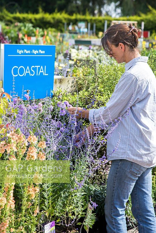 Female customer browsing Coastal themed plants at a garden centre. Scabiosa 'Butterfly Blue'
