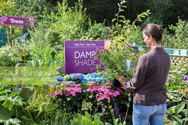 Female customer browsing Damp shade themed plants at a garden centre.