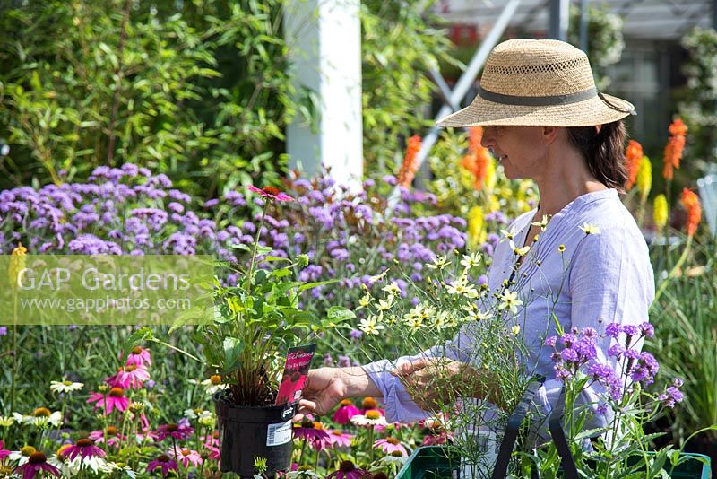 Female customer browsing plants for sale at a garden centre. Echinacea 'PowWow Wild Berry'