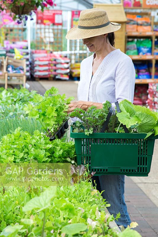 Woman browsing plants for sale in a garden centre. Celery 'Victoria'