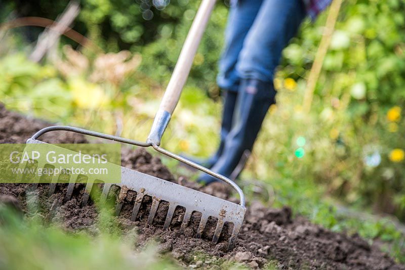 Close up of raking soil in an allotment patch