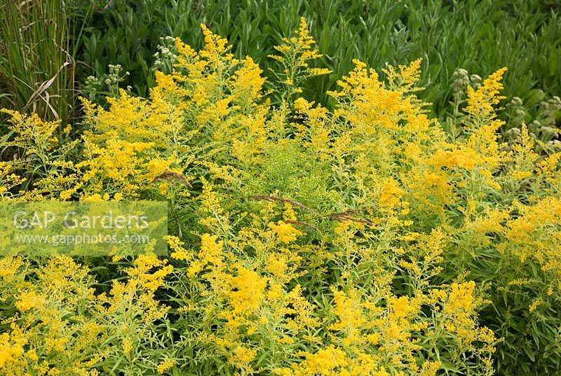 Solidago 'Goldenmosa' 