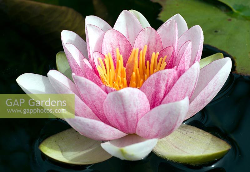 Pink Hardy Water Lily (Nymphaea fabiola), Photographed the …