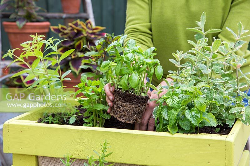 Planting Basil in container. 