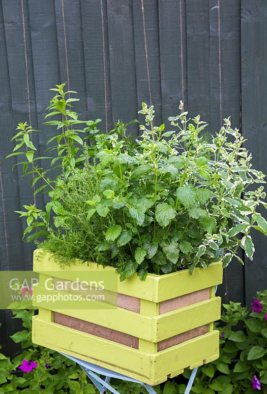 Box planted with herbal plants for making tea. Plants include Lemon Verbena, Lemon balm, Hyssopus officinalis, Chamomile 'Double', Mentha spicata 'Tashkent', Mentha piperita f. citrata, Basil and Anethum graveolens. 