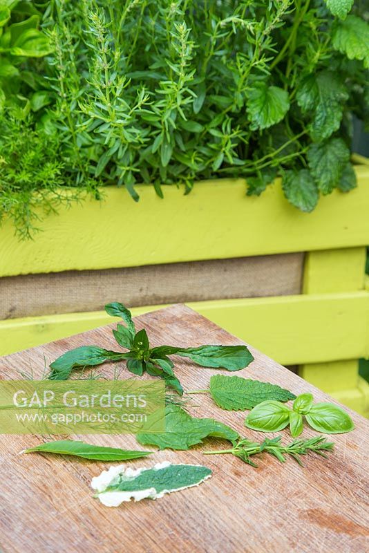 Leaf cuttings of Lemon Verbena, Lemon balm, Hyssopus officinalis, Chamomile 'Double', Mentha spicata 'Tashkent', Mentha piperita f. citrata, Basil and Anethum graveolens. 