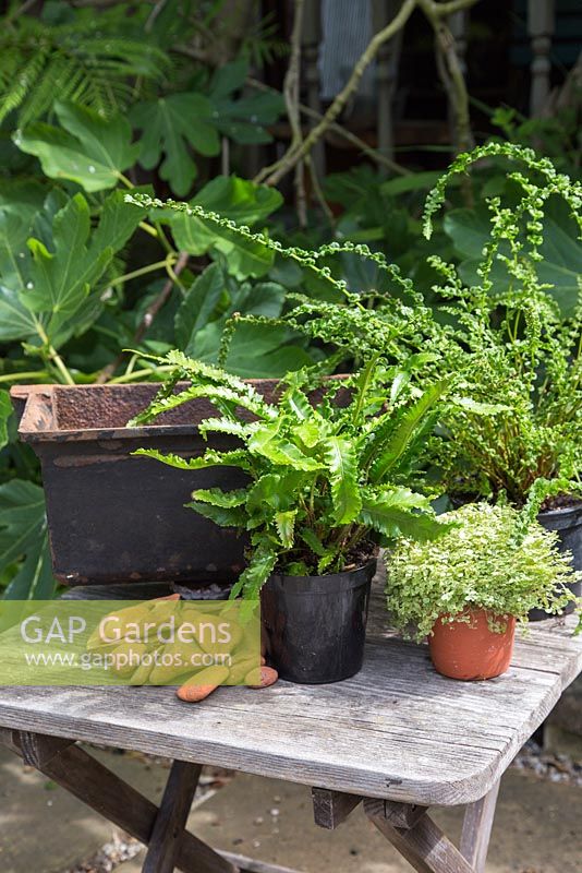 Plants including Soleirolia soleirolii, Asplenium scolopendrium 'Angustifolia' and Tatting Fern to be mixed in a hopper used as a pot. 
