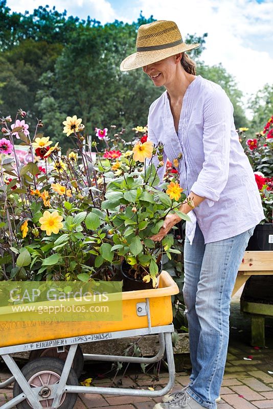 Woman at a garden centre placing a selection of Dahlias in her trolley